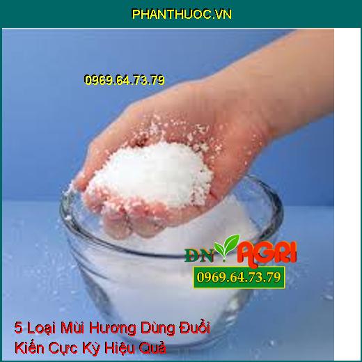 5 Loại Mùi Hương Dùng Đuổi Kiến Cực Kỳ Hiệu Quả