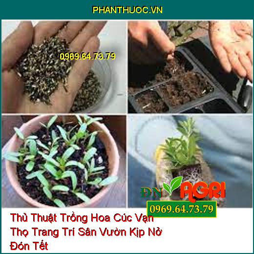 Thủ Thuật Trồng Hoa Cúc Vạn Thọ Trang Trí Sân Vườn Kịp Nở Đón Tết