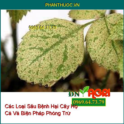 Các Loại Sâu Bệnh Hại Cây Họ Cà Và Biện Pháp Phòng Trừ