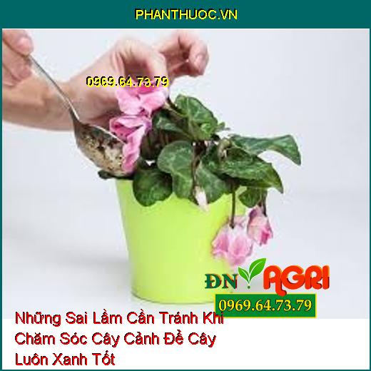 Những Sai Lầm Cần Tránh Khi Chăm Sóc Cây Cảnh Để Cây Luôn Xanh Tốt