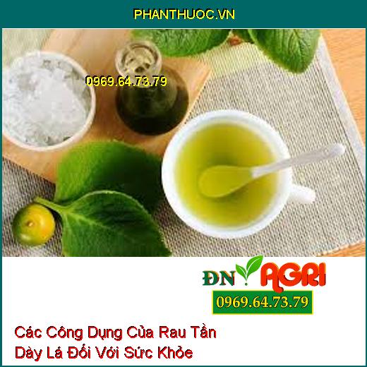 Các Công Dụng Của Rau Tần Dày Lá Đối Với Sức Khỏe