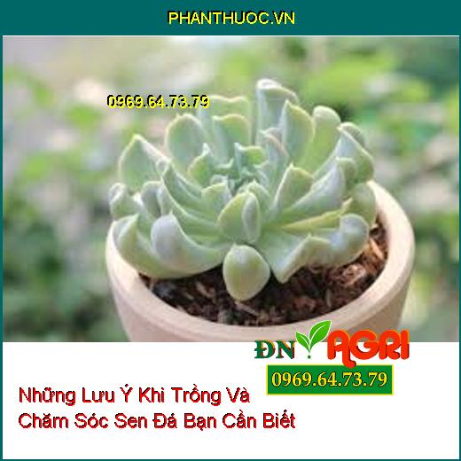 Những Lưu Ý Khi Trồng Và Chăm Sóc Sen Đá Bạn Cần Biết