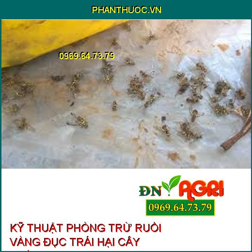 KỸ THUẬT PHÒNG TRỪ RUỒI VÀNG ĐỤC TRÁI HẠI CÂY TRỒNG