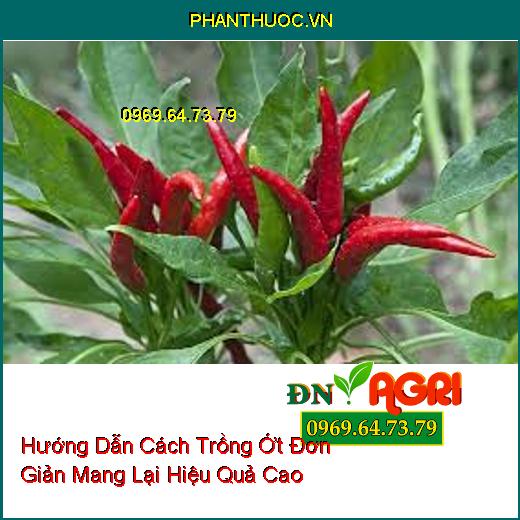 Hướng Dẫn Cách Trồng Ớt Đơn Giản Mang Lại Hiệu Quả Cao