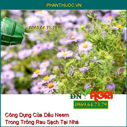 Công Dụng Của Dầu Neem Trong Trồng Rau Sạch Tại Nhà