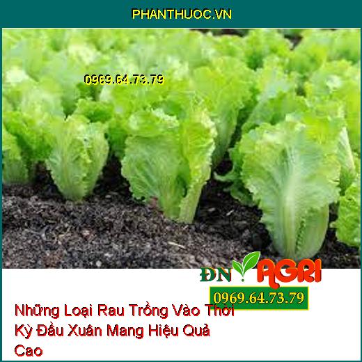 Những Loại Rau Trồng Vào Thời Kỳ Đầu Xuân Mang Hiệu Quả Cao