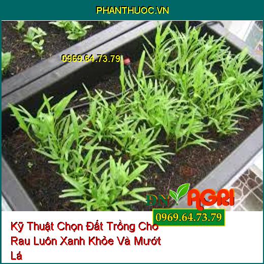 Kỹ Thuật Chọn Đất Trồng Cho Rau Luôn Xanh Khỏe Và Mướt Lá