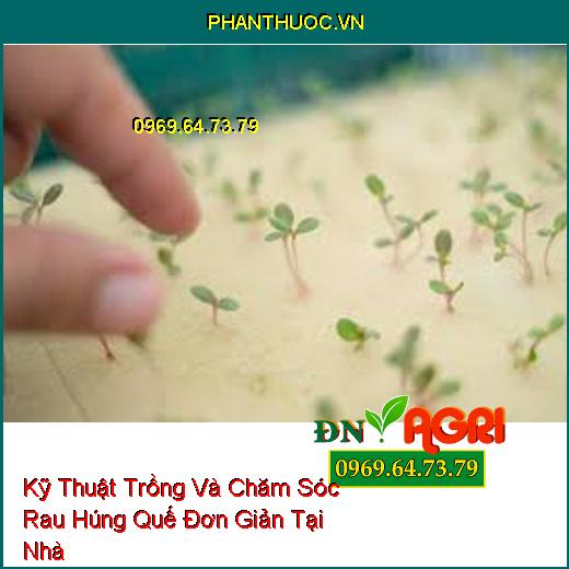 Kỹ Thuật Trồng Và Chăm Sóc Rau Húng Quế Đơn Giản Tại Nhà