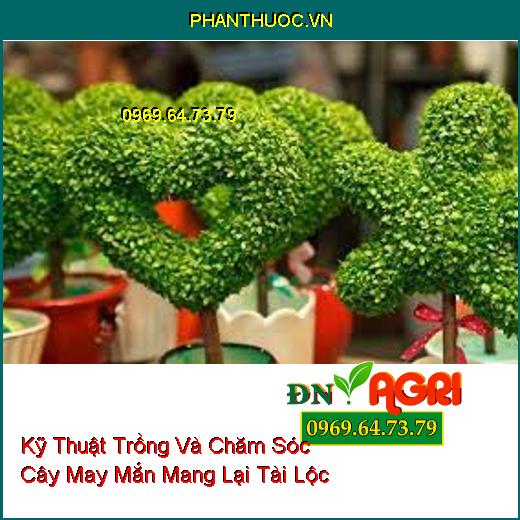 Kỹ Thuật Trồng Và Chăm Sóc Cây May Mắn Mang Lại Tài Lộc