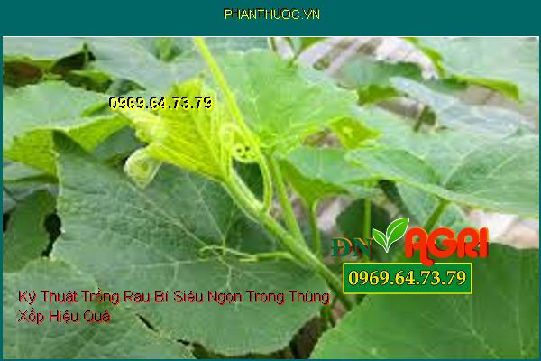 Kỹ Thuật Trồng Rau Bí Siêu Ngọn Trong Thùng Xốp Hiệu Quả