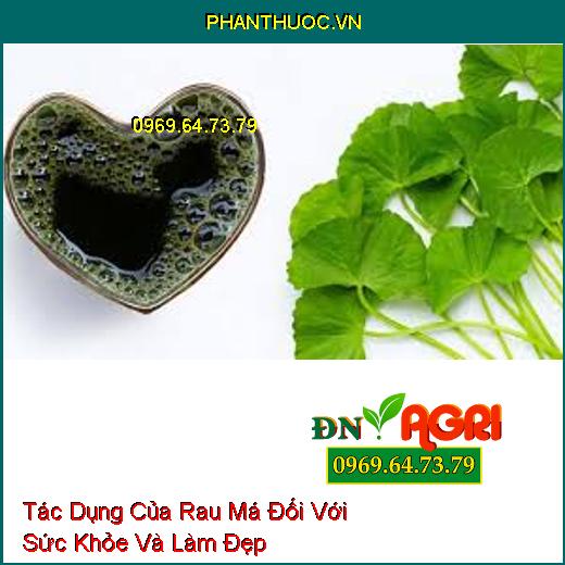 Tác Dụng Của Rau Má Đối Với Sức Khỏe Và Làm Đẹp