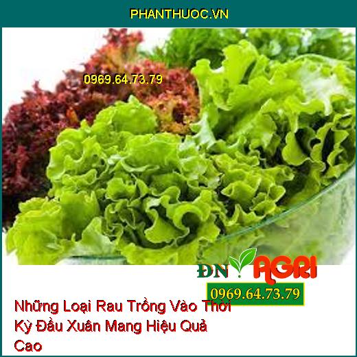 Những Loại Rau Trồng Vào Thời Kỳ Đầu Xuân Mang Hiệu Quả Cao