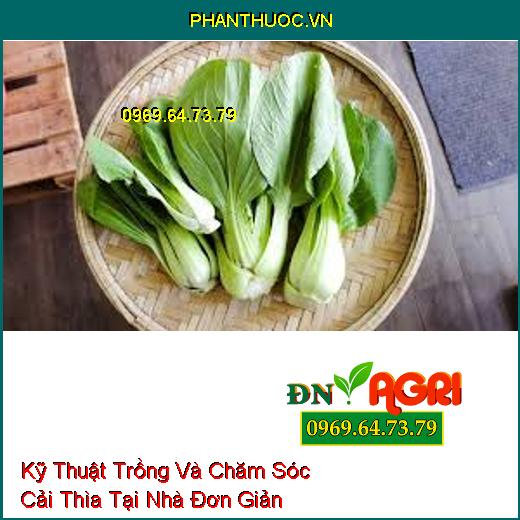 Kỹ Thuật Trồng Và Chăm Sóc Cải Thìa Tại Nhà Đơn Giản