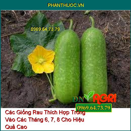 Các Giống Rau Thích Hợp Trồng Vào Các Tháng 6, 7, 8 Cho Hiệu Quả Cao