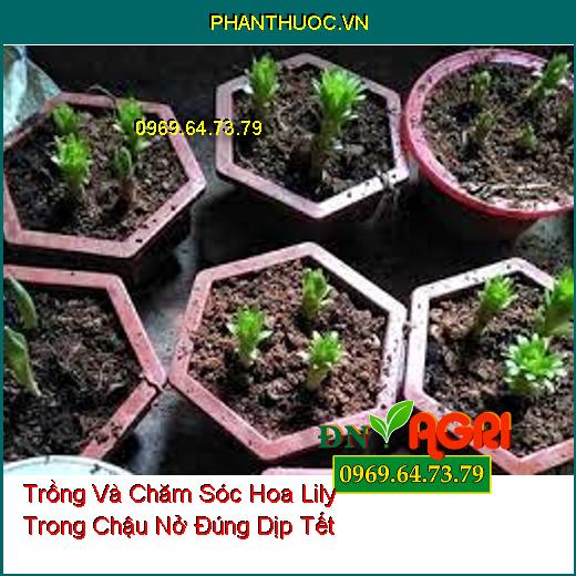 Trồng Và Chăm Sóc Hoa Lily Trong Chậu Nở Đúng Dịp Tết