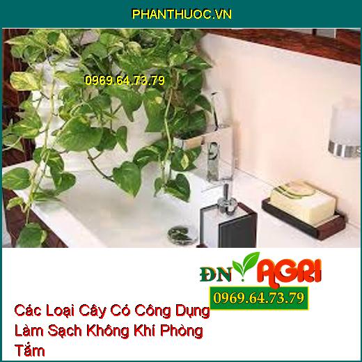 Các Loại Cây Có Công Dụng Làm Sạch Không Khí Phòng Tắm 