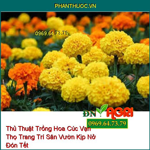 Thủ Thuật Trồng Hoa Cúc Vạn Thọ Trang Trí Sân Vườn Kịp Nở Đón Tết