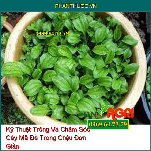 Kỹ Thuật Trồng Và Chăm Sóc Cây Mã Đề Trong Chậu Đơn Giản