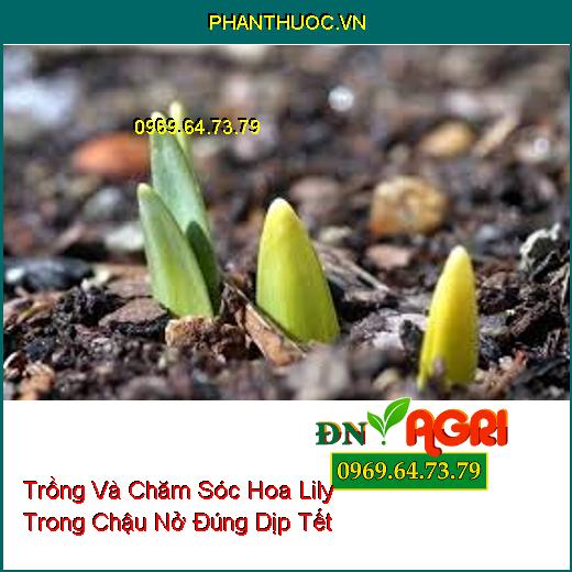 Trồng Và Chăm Sóc Hoa Lily Trong Chậu Nở Đúng Dịp Tết