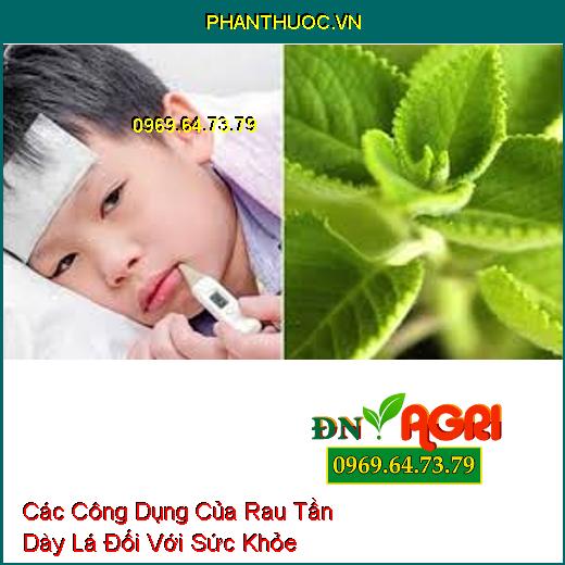 Các Công Dụng Của Rau Tần Dày Lá Đối Với Sức Khỏe