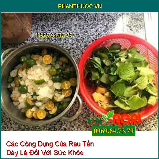 Các Công Dụng Của Rau Tần Dày Lá Đối Với Sức Khỏe