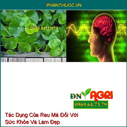 Tác Dụng Của Rau Má Đối Với Sức Khỏe Và Làm Đẹp