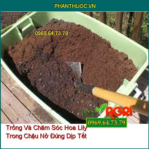 Trồng Và Chăm Sóc Hoa Lily Trong Chậu Nở Đúng Dịp Tết