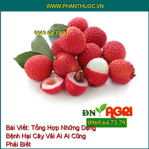 Tổng Hợp Những Dạng Bệnh Hại Cây Vải Ai Ai Cũng Phải Biết 