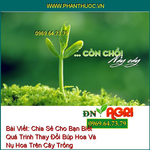 Chia Sẻ Cho Bạn Biết Quá Trình Thay Đổi Búp Hoa Và Nụ Hoa Trên Cây Trồng 