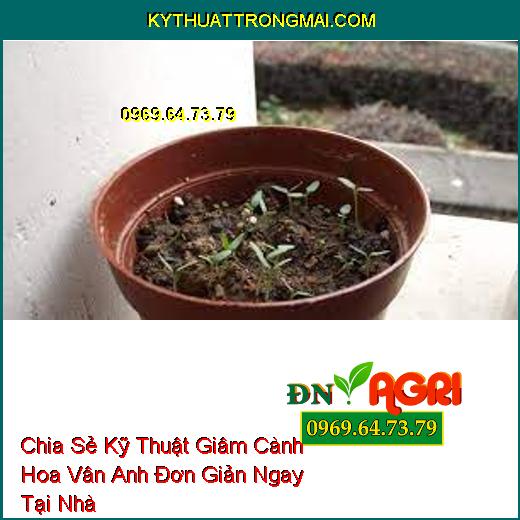 Chia Sẻ Kỹ Thuật Giâm Cành Hoa Vân Anh Đơn Giản Ngay Tại Nhà