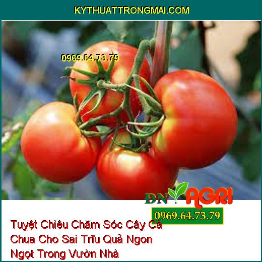 Tuyệt Chiêu Chăm Sóc Cây Cà Chua Cho Sai Trĩu Quả Ngon Ngọt Trong Vườn Nhà