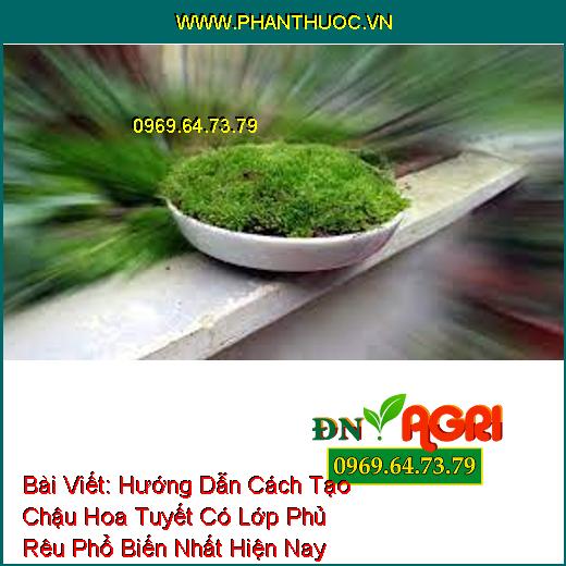 Hướng Dẫn Cách Tạo Chậu Hoa Tuyết Có Lớp Phủ Rêu Phổ Biến Nhất Hiện Nay