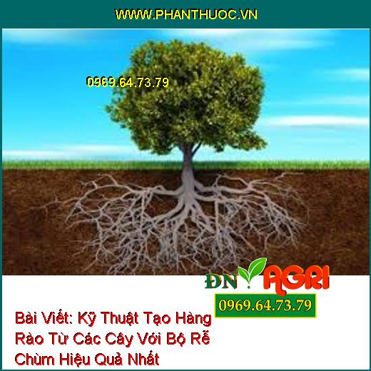 Kỹ Thuật Tạo Hàng Rào Từ Các Cây Với Bộ Rễ Chùm Hiệu Quả Nhất