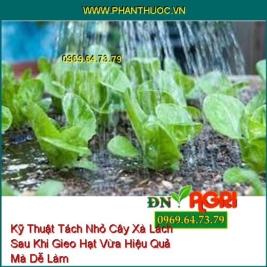 Kỹ Thuật Tách Nhỏ Cây Xà Lách Sau Khi Gieo Hạt Vừa Hiệu Quả Mà Dễ Làm