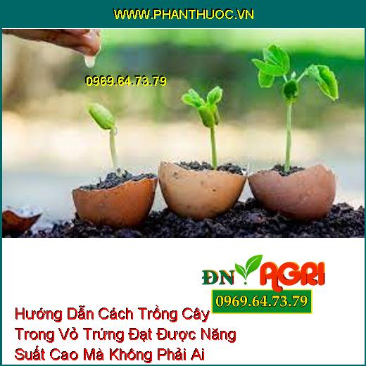 Hướng Dẫn Cách Trồng Cây Trong Vỏ Trứng Đạt Được Năng Suất Cao Mà Không Phải Ai Cũng Biết