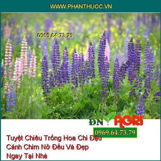 Tuyệt Chiêu Trồng Hoa Chi Đậu Cánh Chim Nở Đều Và Đẹp Ngay Tại Nhà