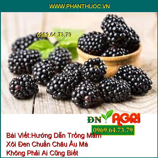 Hướng Dẫn Trồng Mâm Xôi Đen (Blackberries) Chuẩn Châu Âu Mà Không Phải Ai Cũng Biết