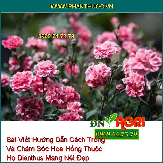 Hướng Dẫn Cách Trồng Và Chăm Sóc Hoa Hồng Thuộc Họ Dianthus Mang Nét Đẹp Quyến Rũ