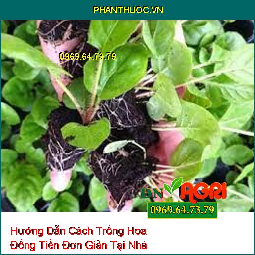 Hướng Dẫn Cách Trồng Hoa Đồng Tiền Đơn Giản Tại Nhà