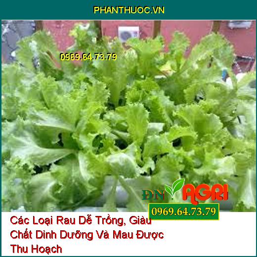 Các Loại Rau Dễ Trồng, Giàu Chất Dinh Dưỡng Và Mau Được Thu Hoạch