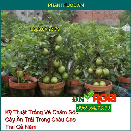 Kỹ Thuật Trồng Và Chăm Sóc Cây Ăn Trái Trong Chậu Cho Trái Cả Năm