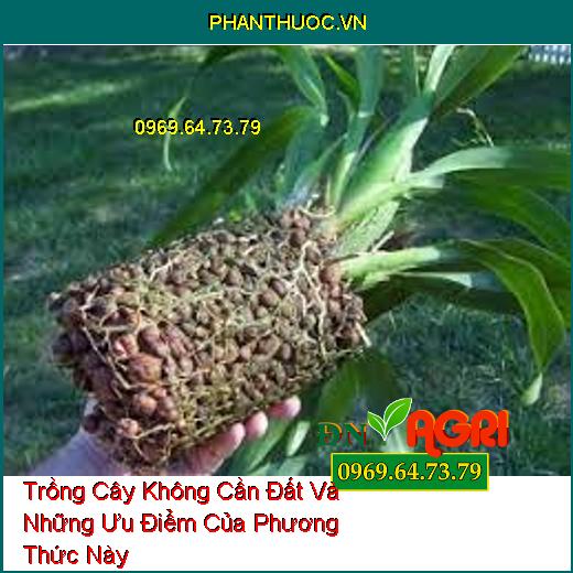 Trồng Cây Không Cần Đất Và Những Ưu Điểm Của Phương Thức Này