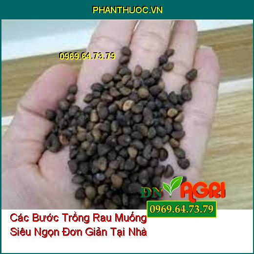 Các Bước Trồng Rau Muống Siêu Ngọn Đơn Giản Tại Nhà  