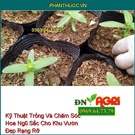 Kỹ Thuật Trồng Và Chăm Sóc Hoa Ngũ Sắc Cho Khu Vườn Đẹp Rạng Rỡ