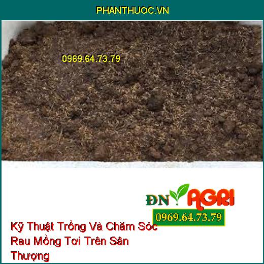 Kỹ Thuật Trồng Và Chăm Sóc Rau Mồng Tơi Trên Sân Thượng 