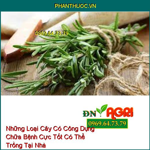 Những Loại Cây Có Công Dụng Chữa Bệnh Cực Tốt Có Thể Trồng Tại Nhà