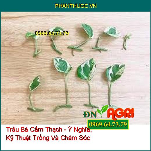 Trầu Bà Cẩm Thạch - Ý Nghĩa, Kỹ Thuật Trồng Và Chăm Sóc 