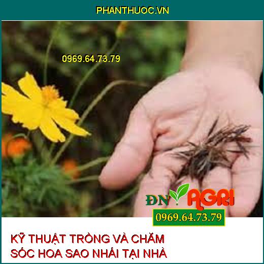 KỸ THUẬT TRỒNG VÀ CHĂM SÓC HOA SAO NHÁI TẠI NHÀ