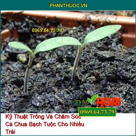 Kỹ Thuật Trồng Và Chăm Sóc Cà Chua Bạch Tuộc Cho Nhiều Trái