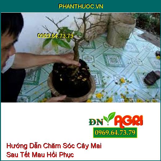 Hướng Dẫn Chăm Sóc Cây Mai Sau Tết Mau Hồi Phục Cho Nhiều Hoa Năm Sau